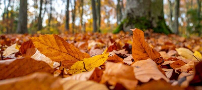 Close-up of colorful autumn leaves scattered on the ground in a forest